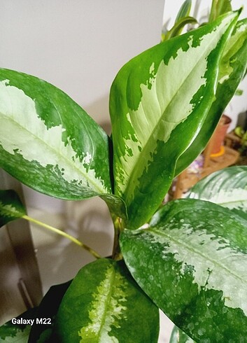  Beden Aglaonema pataya 