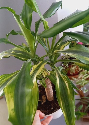 dracana yuka salon bitkisi