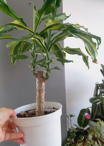Ikea dracana yuka salon bitkisi