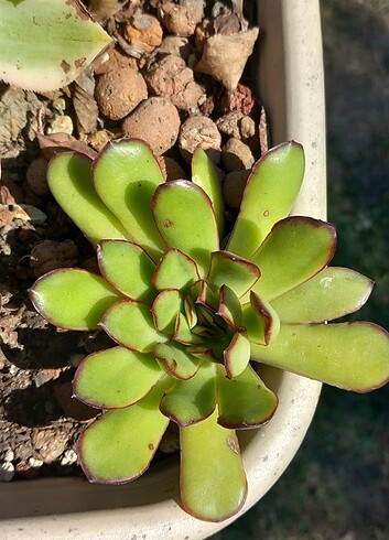 Echeveria Magma Pearl 