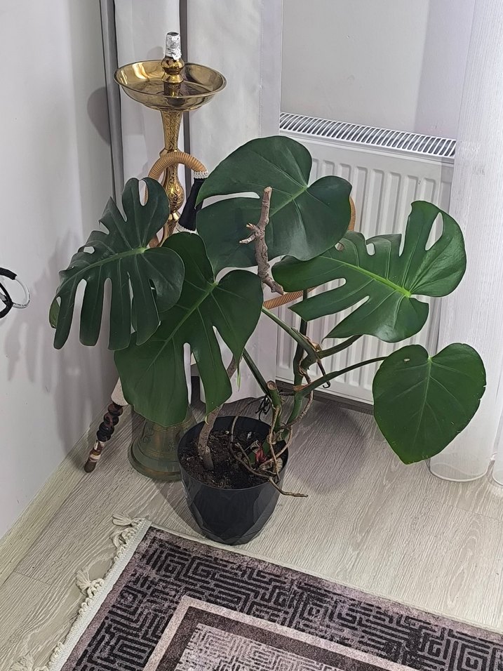 Kahveci nargile takımı - Görsel 2