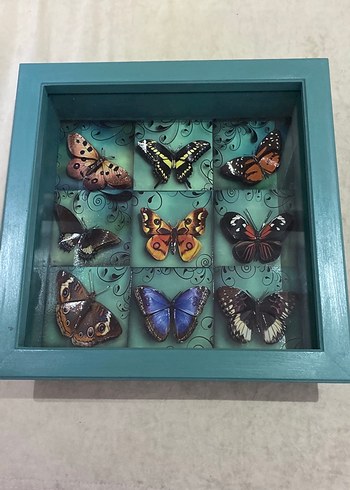 Turkuaz Kelebek Temalı Çerçeve - Görsel 7