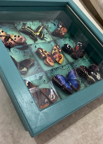 Turkuaz Kelebek Temalı Çerçeve - Görsel 3