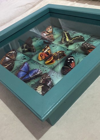 Turkuaz Kelebek Temalı Çerçeve - Görsel 5