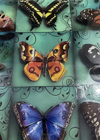 Turkuaz Kelebek Temalı Çerçeve - Görsel 4