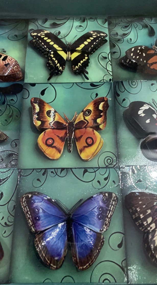 Turkuaz Kelebek Temalı Çerçeve - Görsel 4