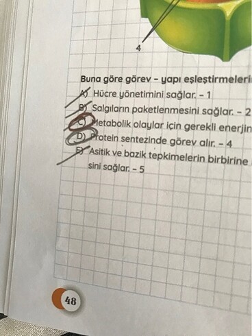 Beden Tyt Betül Biyoloji