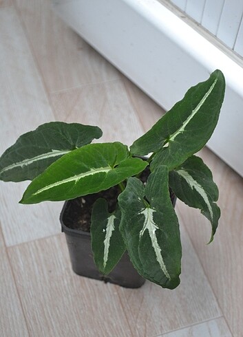 Syngonium wendlandii 