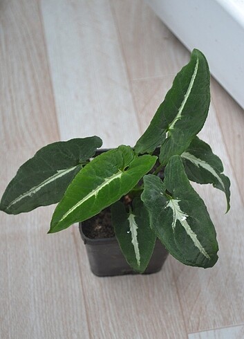 Diğer Syngonium wendlandii 
