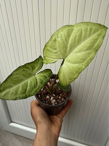 Syngonium melek kanadı