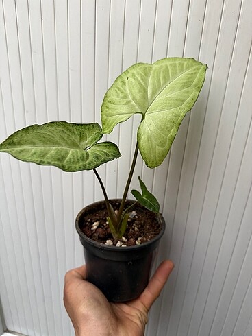 Diğer Syngonium melek kanadı