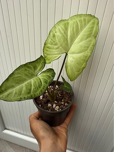  Beden Syngonium melek kanadı