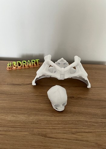 Pelvis eğitici 3d maket(kadın pelvis)