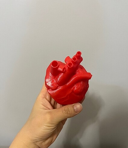 Sevgililer günü anatomik kalp modeli maket - Görsel 3