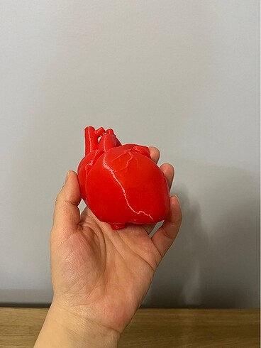 Sevgililer günü anatomik kalp modeli maket - Görsel 4