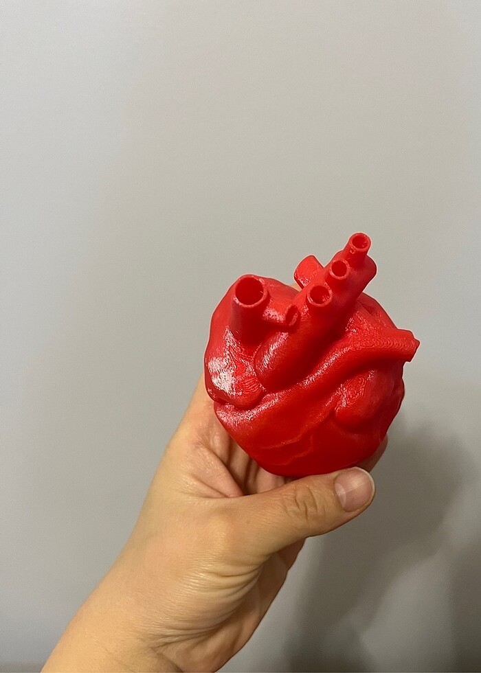 Sevgililer günü anatomik kalp modeli maket - Görsel 3