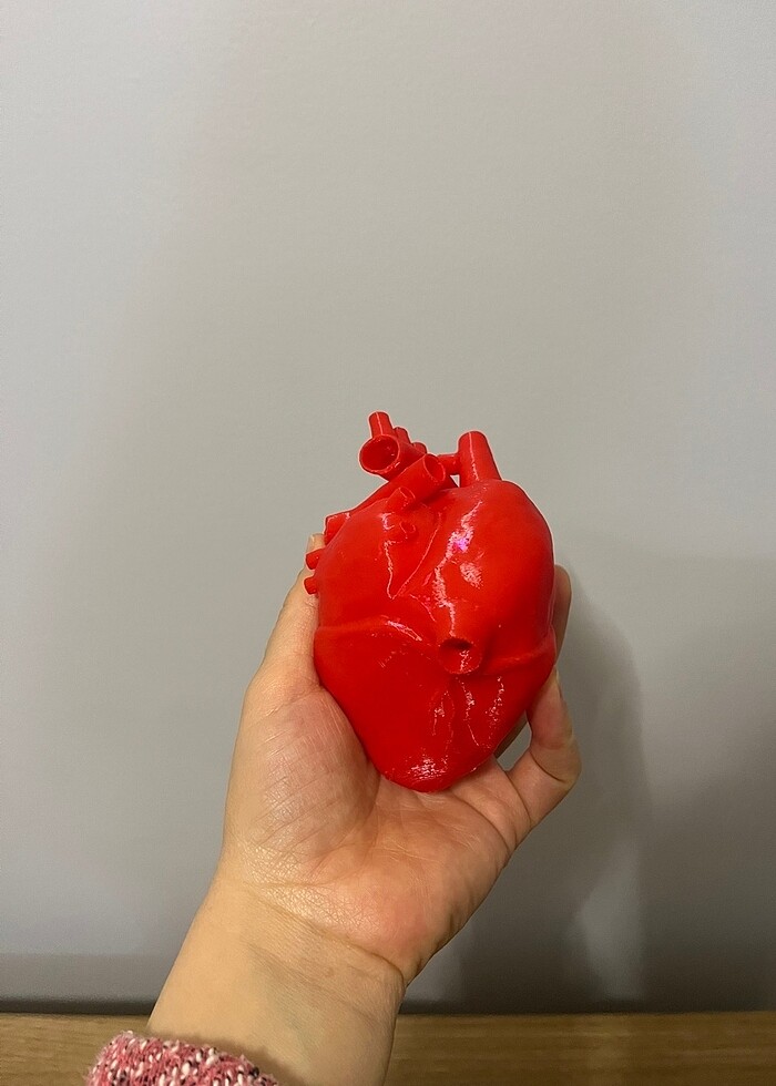 Sevgililer günü anatomik kalp modeli maket - Görsel 2