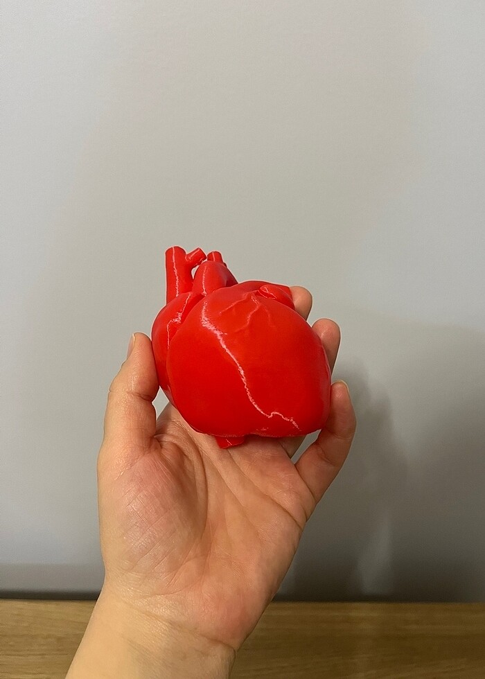 Sevgililer günü anatomik kalp modeli maket - Görsel 4