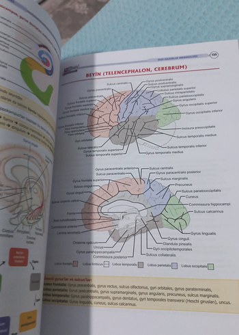  Beden Dusdata Şampiyonların Notu Anatomi Kitabı 16. Baskı