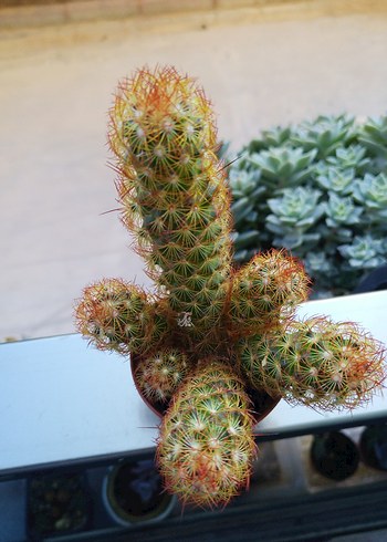 KAKTÜS