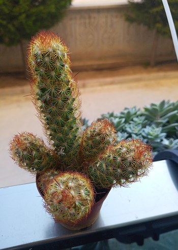 Çiçek KAKTÜS