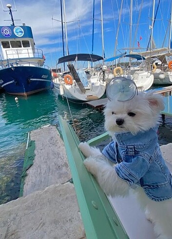  Kedi köpek kot ceket 