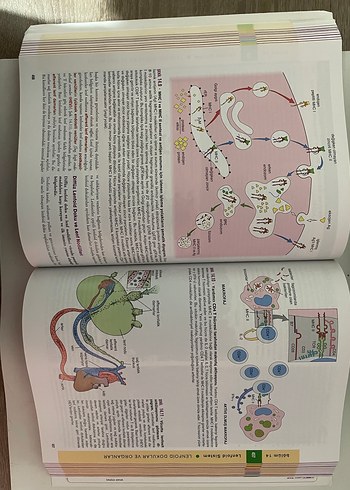  Beden Renk Histoloji Konu Anlatımı ve Atlas Kitabı