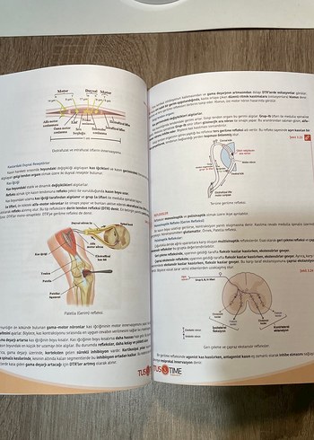 Komitime Fizyoloji Tustime - Görsel 8