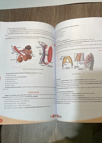 Komitime Fizyoloji Tustime - Görsel 6