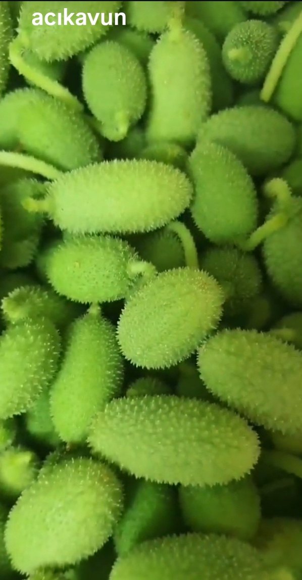 Acıkavun Yağı ( Ebucehil karpuzu, yabani kavun vs. ) 50ml - Görsel 3