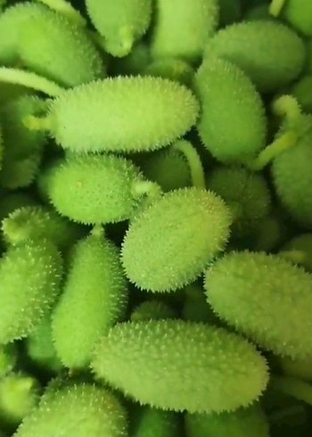 Acıkavun Yağı 20ml - Görsel 4