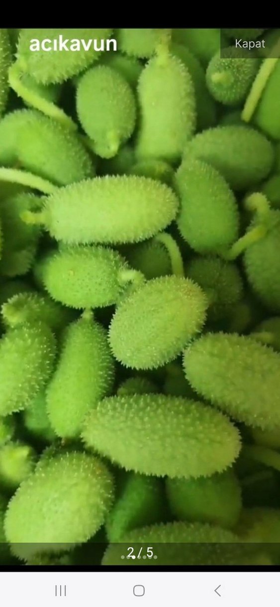 Acıkavun Yağı 20ml - Görsel 4