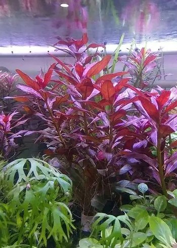 Akvaryum Bitkisi peruensis
