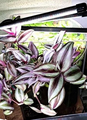 Akvaryum bitkisi tradescantia sarmasik