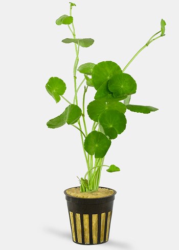 Ikea akvaryum bitkileri