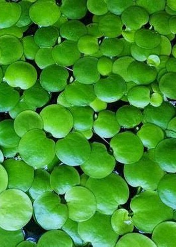 Diğer FROGBİT AKVARYUM SU ÜSTÜ BİTKİSİ
