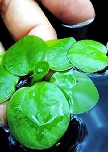 FROGBİT AKVARYUM SU ÜSTÜ BİTKİSİ