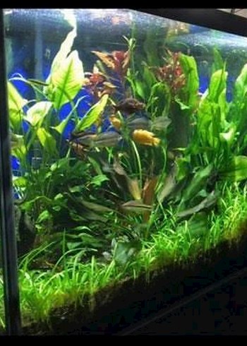 SUBULATA Akvaryum Bitki
