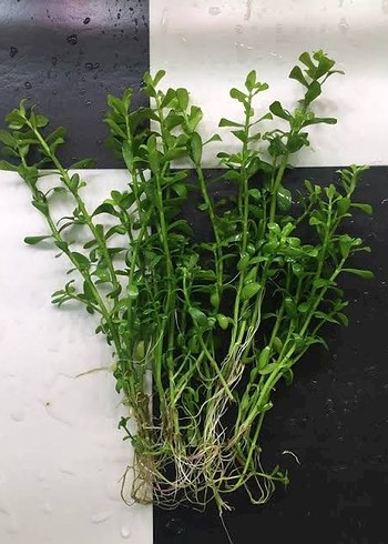 BACOPA AKVARYUM BİTKİSİ
