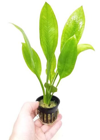 Canlı Yeşil Akvaryum Bitkisi echinodorus Amazon Kaşığı