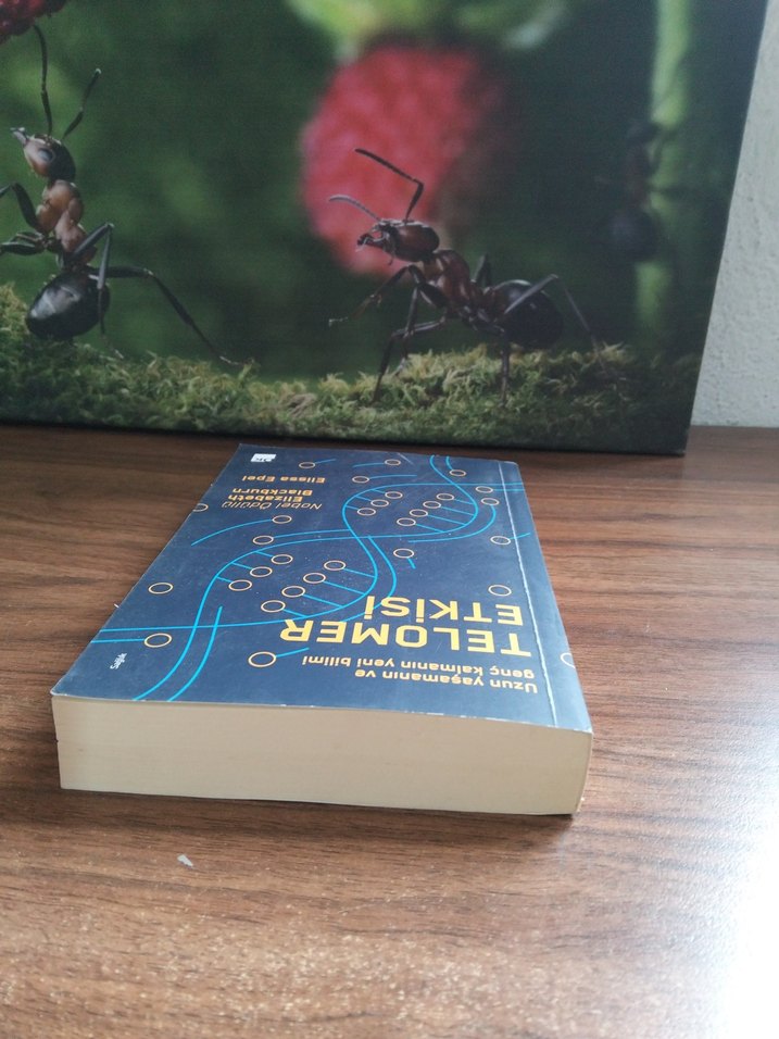 Telomer Etkisi - Uzun Yaşam Bilimi - Görsel 3