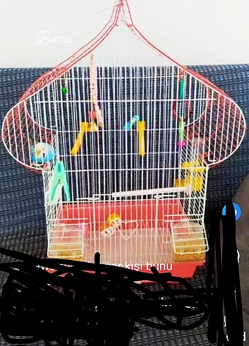 Aşırı ama aşırı geniş bir papağan kafesidir muhabbet kuşları içi
