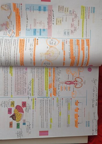 Beden Renk Senin BiyolojİN 3. Kitap - Güncel Müfredat