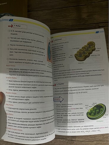 Beden Renk 9.sınıf biyoloji ders notları kitabı