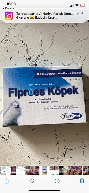 Köpek diş parazit