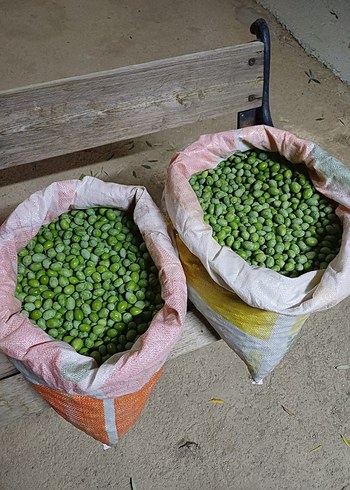 yeşil zeytin