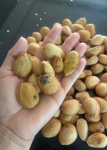 Kavrulmamış Badem Çiğ Kabuklu - Görsel 4