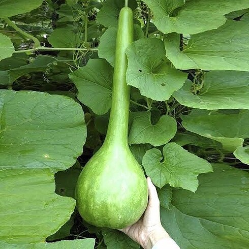 Su kabağı tohumu