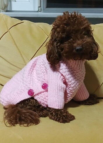  Beden Renk Köpek kazak
