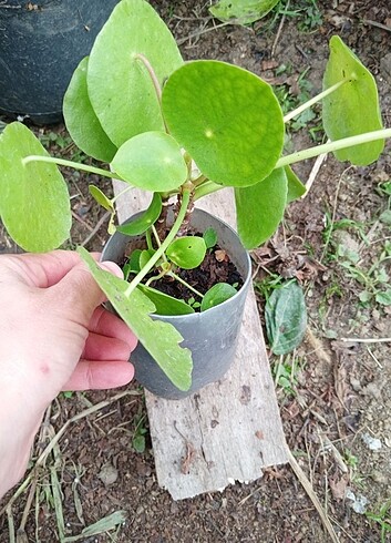 Pilea çiçeği 